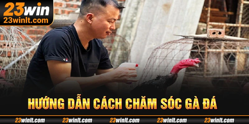 Hướng dẫn cách chăm sóc gà đá về chế độ dinh dưỡng